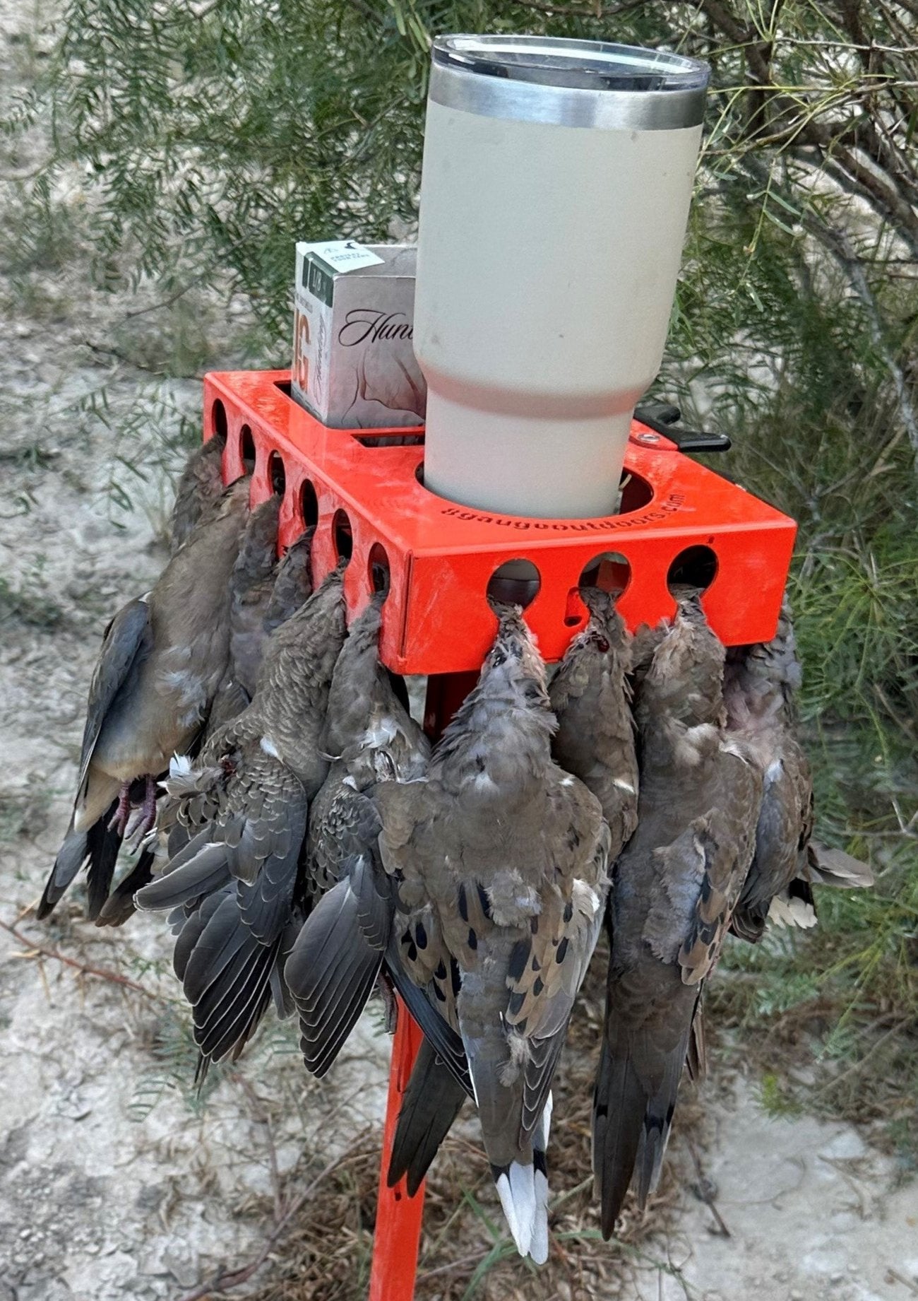 Dove Wrangler (Orange)